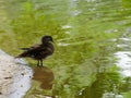 Black duck stand in lake or pond with brown and green water