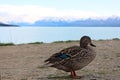 A black duck and view of Pukaki lake and Mount Cook Royalty Free Stock Photo