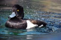 Black duck in the wetlands of the Oceanografic, Valencia, Spain