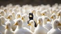 Black Duck Among White Ducks Royalty Free Stock Photo