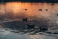 Black ducks family swimming in water of sunset lake with ripples Royalty Free Stock Photo