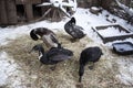 Black ducks at the farm in the winter on a frosty day. Royalty Free Stock Photo