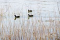 Black ducks floating on the water, through river vegetation