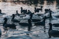 Black ducks swim in dark water of lake at peaceful sunset Royalty Free Stock Photo