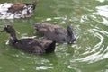 Black Ducks Swimming in a Pool Royalty Free Stock Photo