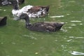 Black Ducks Swimming in a Pool Royalty Free Stock Photo