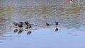 Black ducks toileting on a lake