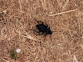 Black Scarab or Dung Beetle Amongst Dead Grass Royalty Free Stock Photo