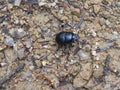 Black dung beetle in the forest Royalty Free Stock Photo