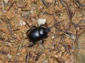Black dung beetle in the forest Royalty Free Stock Photo