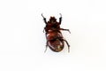 Black dung beetle isolated Royalty Free Stock Photo