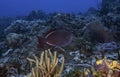 A Black Durgon (Melichthys niger) in Cozumel Royalty Free Stock Photo