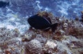 A Black Durgon (Melichthys niger) in Cozumel Royalty Free Stock Photo