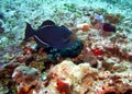 Black Durgon Triggerfish Royalty Free Stock Photo