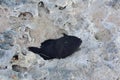 Black Durgon Triggerfish Washed Up on the Shore Royalty Free Stock Photo