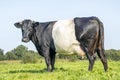 Cow black Dutch Belted with horns in the field on a sunny day, black and white, and with a blue sky Royalty Free Stock Photo