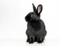 A black Dwarf domesticated rabbit Royalty Free Stock Photo