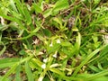 Black dwarf honey bee on Virginia button weed. Regular RF image.