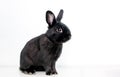 A black Dwarf mixed breed pet rabbit sitting Royalty Free Stock Photo