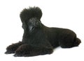Black dwarf poodle