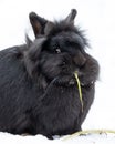 A black dwarf rabbit sitting in the snow and eating grass Royalty Free Stock Photo