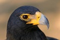 Black eagle Royalty Free Stock Photo