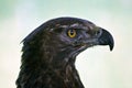 Black eagle Royalty Free Stock Photo