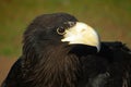 Black eagle Royalty Free Stock Photo