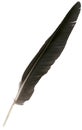 Black eagle feather isolated Royalty Free Stock Photo