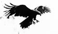 A black eagle is flying in the air Royalty Free Stock Photo