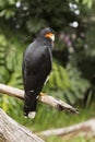 Black Eagle Royalty Free Stock Photo