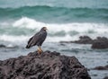 Black eagle on a rock Drake Bay Views around Costa Rica Royalty Free Stock Photo