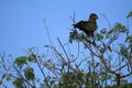 Black Eagle, Uganda, Africa