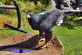Black Eagle (Verreaux's Eagle) Drinking Water