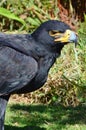 Black Eagle (Verreaux's Eagle) Portrait