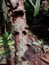 Black ear fungus or Auricularia polytricha with a semi-translucent dark brown body growing on weathered wood