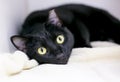 A black ear-tipped shorthair cat lying on a blanket Royalty Free Stock Photo