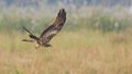 Black-eared Kite swooping down to catch its prey Royalty Free Stock Photo