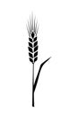 Black ears of wheat. Vector illustration on white isolated background