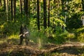 Black East European Shepherd (veo) Dog Run With Wooden Stick In Summer Forest Season. Cute Beautiful Black