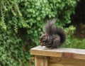 Black Eastern Grey Squirrel eating walnuts on a wooden railing. Royalty Free Stock Photo