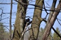 Black Eastern grey squirrel (Sciurus carolinensis) along Hickling Recreational Trail