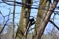Black Eastern grey squirrel (Sciurus carolinensis) along Hickling Recreational Trail