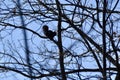 Black Eastern grey squirrel (Sciurus carolinensis) along Hickling Recreational Trail