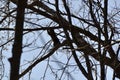 Black Eastern grey squirrel (Sciurus carolinensis) along Hickling Recreational Trail