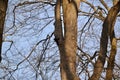 Black Eastern grey squirrel (Sciurus carolinensis) along hiking trail at Ardagh Bluffs