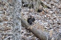 Black Eastern grey squirrel (Sciurus carolinensis) along hiking trail at Ardagh Bluffs