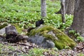 Black Eastern grey squirrel (Sciurus carolinensis) along woodland hiking trail