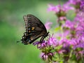 Black Eastern Swallowtail on Bee Balm flowers Royalty Free Stock Photo