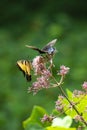 Black and Eastern Tiger Swallowtail Butterfiles